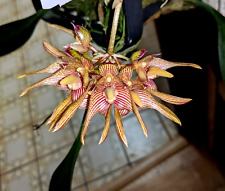 Bulbophyllum rothschildianum f for sale  Apopka