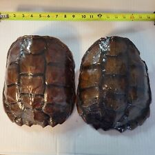 Huge snapping turtle for sale  Georgetown