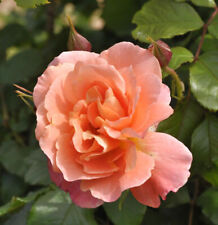 Westerland shrub rose for sale  Shipping to Ireland