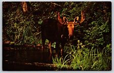 Postcard bull moose for sale  Kansas City