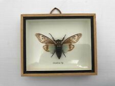Framed taxidermy cicada for sale  Arlington