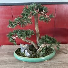 Ceramic bonsai tree for sale  Dearborn Heights