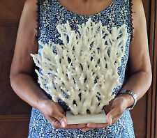 Grande ramo corallo usato  Vaprio D Agogna