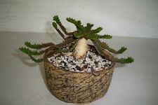 thorny cactus for sale  El Cajon