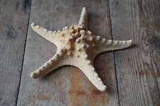 Natural dry starfish for sale  NORWICH