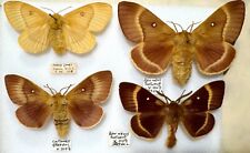 Three northern eggar for sale  Shipping to Ireland