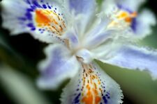 Iris tectorum cruella for sale  BECCLES