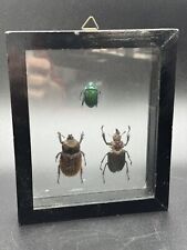 Taxidermy beetle collection for sale  New Braunfels