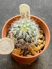 Mammillaria denspina for sale  MOLD