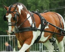 Zilco tedex horse for sale  Shipping to Ireland