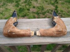 Taxidermy deer hoof for sale  Charlestown