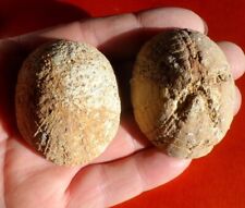 Oursin fossile pliocène d'occasion  Cuxac-d'Aude