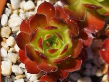 Sempervivum namib jovi gebraucht kaufen  Selters