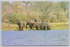 c25806 Elephants Lake Kariba  Zimbabwe  postcard for sale  Shipping to South Africa