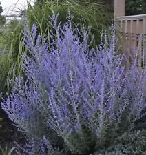 Perovskia atriplicifolia littl for sale  BECCLES