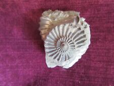 Fossilien ammonit pleuroceras gebraucht kaufen  Biebertal