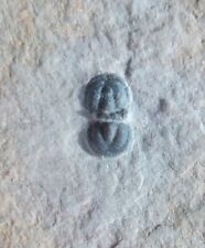 Trilobite cambrien usa d'occasion  Cuxac-d'Aude