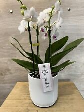 Orchidee phalaenopsis boquetto usato  Paterno
