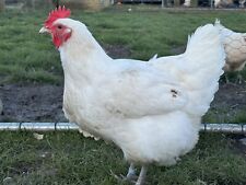 Bresse hatching eggs for sale  BARROW-IN-FURNESS