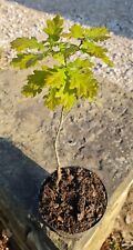 English oak tree for sale  CHESTERFIELD