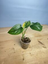 Monstera sp. tena for sale  MANCHESTER
