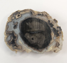 Blue forest petrified for sale  Rockledge