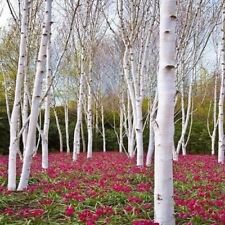 White paper birch for sale  Russell