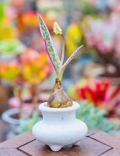 1cm Succulent Live Plant Ledebouria Socialis Variegata Liliaceae Home Garden for sale  Shipping to South Africa