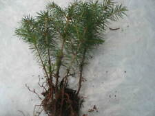 Common spruce picea for sale  Shipping to Ireland