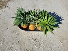 Landrace pineapple plant for sale  Lakeland