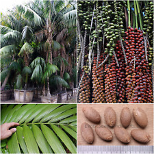 Howea Forsteriana Seeds 10-1000 Kentia Palm Tree Rare Plant Exotic Tropical Bulk comprar usado  Enviando para Brazil