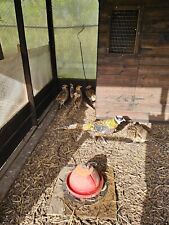 Reeves pheasant hatching for sale  MARKET RASEN