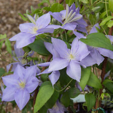 Clematis cezanne old for sale  IPSWICH