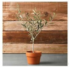 Ulivo olivo "Olea europea" pianta in vaso ø9 cm mensa olio usato  Valmacca