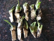 Horseradish crowns organic for sale  Malad City