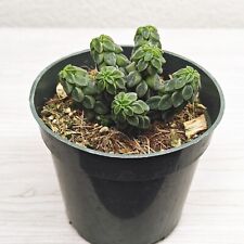 Succulent pot plant for sale  San Jose