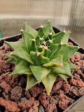 Obregonia denegrii f. variegata, used for sale  Shipping to South Africa