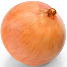 Spanish giant onion for sale  WARRINGTON