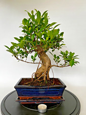 Zimmerbonsai ficus retusa gebraucht kaufen  Böhl-Iggelheim