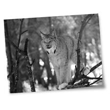 8x10 prints bobcat for sale  SELBY