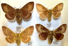 Northern eggar moths for sale  BATH
