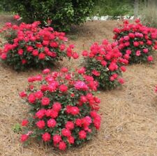 Double knock rose for sale  Fort Mill