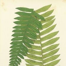 Botanical fern cyathea for sale  BOURNE END