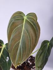 Philodendron melanochrysum bab usato  Massa Di Somma