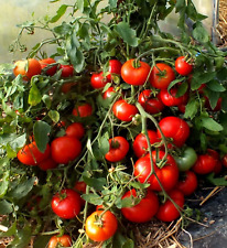 Frühe russische tomate gebraucht kaufen  Lehrte
