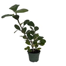 Mistletoe fig tree for sale  Wadsworth