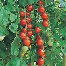 Pack tomato plug for sale  Shipping to Ireland