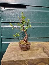 Blackthorn bonsai mame for sale  ASHINGTON