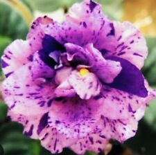 African violet rozovy for sale  Summerville