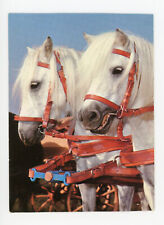 Pferdepostkarte neuss 8 gebraucht kaufen  Ingelheim